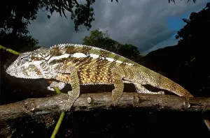 Chameleon Prints: Panther Chameleon