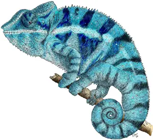 Lizards Prints: Panther Chameleon