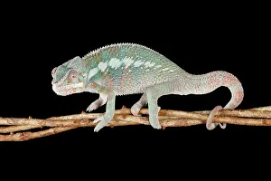 Chameleon Prints: Panther Chameleon on Branch