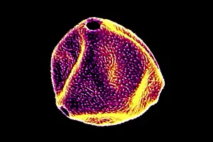 Electron Prints: Paper Birch Tree Pollen Grains