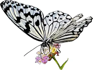 Paper Prints: Paper Kite Butterfly