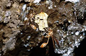 2005 Prints: Paper Wasps on Nest, Bolivia
