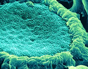 Cilia Prints: Papilla of frog's tongue, under a microscope (SEM)