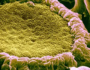 Cilia Prints: Papilla of frog's tongue, under a microscope (SEM)