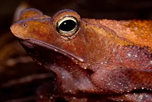Litter Prints: Para Toad
