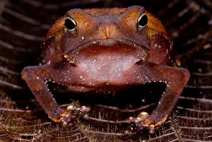 Peruvian Prints: Para Toad