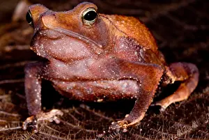 Peruvian Prints: Para Toad