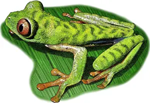 Rica Prints: Parachuting Red Eyed Leaf Frog, Illustration