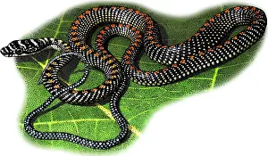 Paradise Prints: Paradise Tree Snake