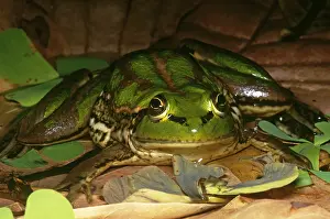 Brazil Prints: Paradox Frog