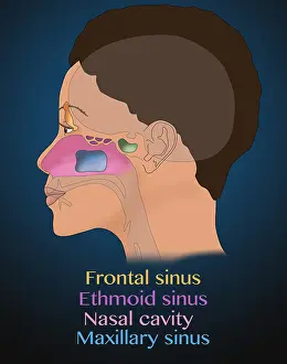Sinus Prints: Paranasal sinus anatomy, maxillary, frontal, sphenoid, ethmoid cavities, illustration