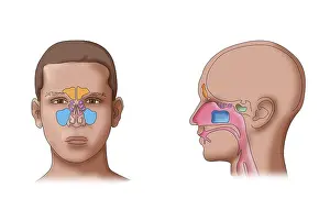 Cross Prints: Paranasal sinus anatomy, maxillary, frontal, sphenoid, ethmoid cavities, illustration