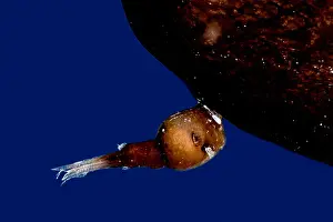 Predator Prints: Parasitic male Anglerfish, Linophrynidae