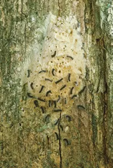 Introduced Prints: Parasitic wasp attacks gypsy moth eggs