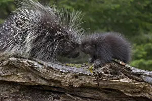 Prints of Porcupine (Erethizon dorsatum) with offspring on a log, Minnesota : Parent Porcupine and Cute Baby on a Log, Minnesota