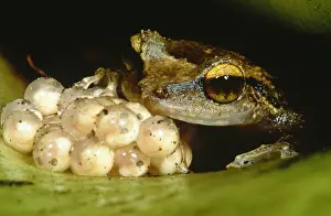 Eggs Prints: Parental care by tree frog