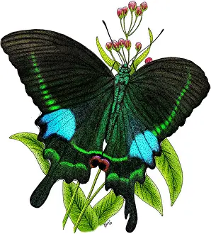 Peacock Prints: Paris Peacock Butterfly
