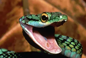 Colubridae Prints: Parrot Snake (Leptophis ahaetulla)