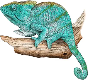 Chameleon Prints: Parson's Chameleon