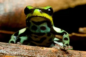 Pasco Poison Frog