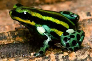 Dendrobates Prints: Pasco Poison Frog