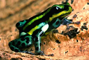 Coloration Prints: Pasco Poison Frog