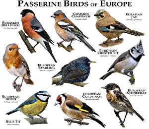 Animals Prints: Passerine Birds of Europe