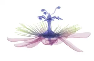 Part Prints: Passion flower, X-ray