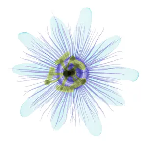 Best Sellers Part IV Prints: Passion Flower, X-ray