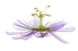 Nature Prints: Passion flower, X-ray