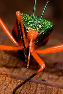 Horizontal Prints: Passion Vine Bug
