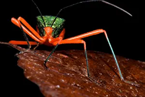 Horizontal Prints: Passion Vine Bug