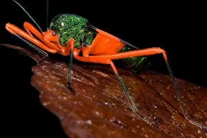 Horizontal Prints: Passion Vine Bug