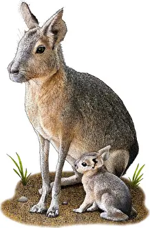 Best Sellers Part II Prints: Patagonian Mara, D. Patagonum, Argentinian Rodent, Illustration