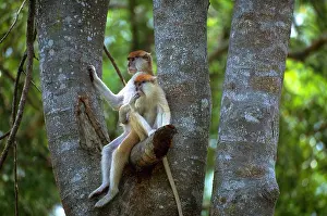 Tree Prints: Patas monkey and young