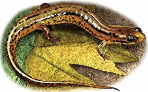 Patch Prints: Patch Nosed Salamander