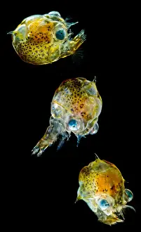 Larvae Prints: Pea Crab Larva (Pinnotheridae sp.)