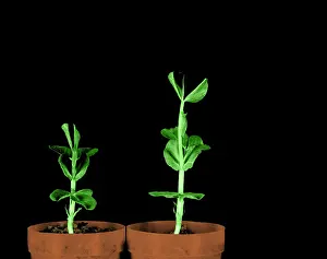 Control Prints: Pea Plants Grown with Gibberellic Acid