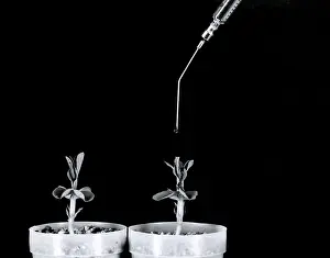 Control Prints: Pea Plants Grown with Gibberellic Acid