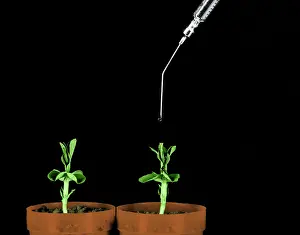 Density Prints: Pea Plants Grown with Gibberellic Acid