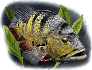 Spot Prints: Peacock bass