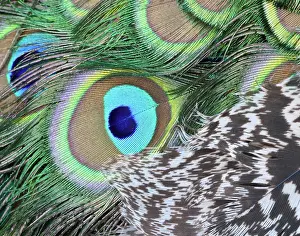 Asia Prints: Peacock Feather Detail