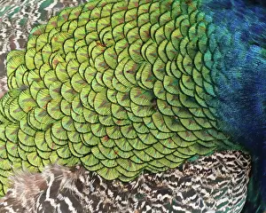 Many Science & Medical Prints: Peacock Feather Detail