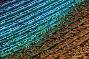 Tail Prints: Peacock Feather