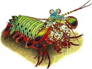 Clown Prints: Peacock Mantis Shrimp, Illustration