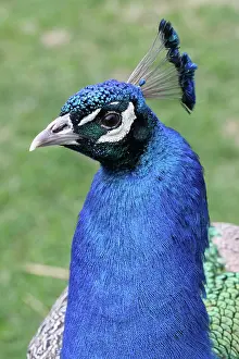 Asia Prints: Peacock portraitl
