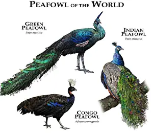 Congo Prints: Peafowl of the World