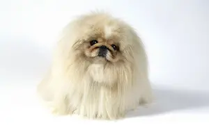 Studio Prints: Pekingese Dog