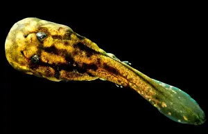 Larvae Prints: Pelado Mountains False Toad Tadpole