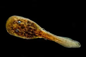Mountain Prints: Pelado Mountains False Toad Tadpole